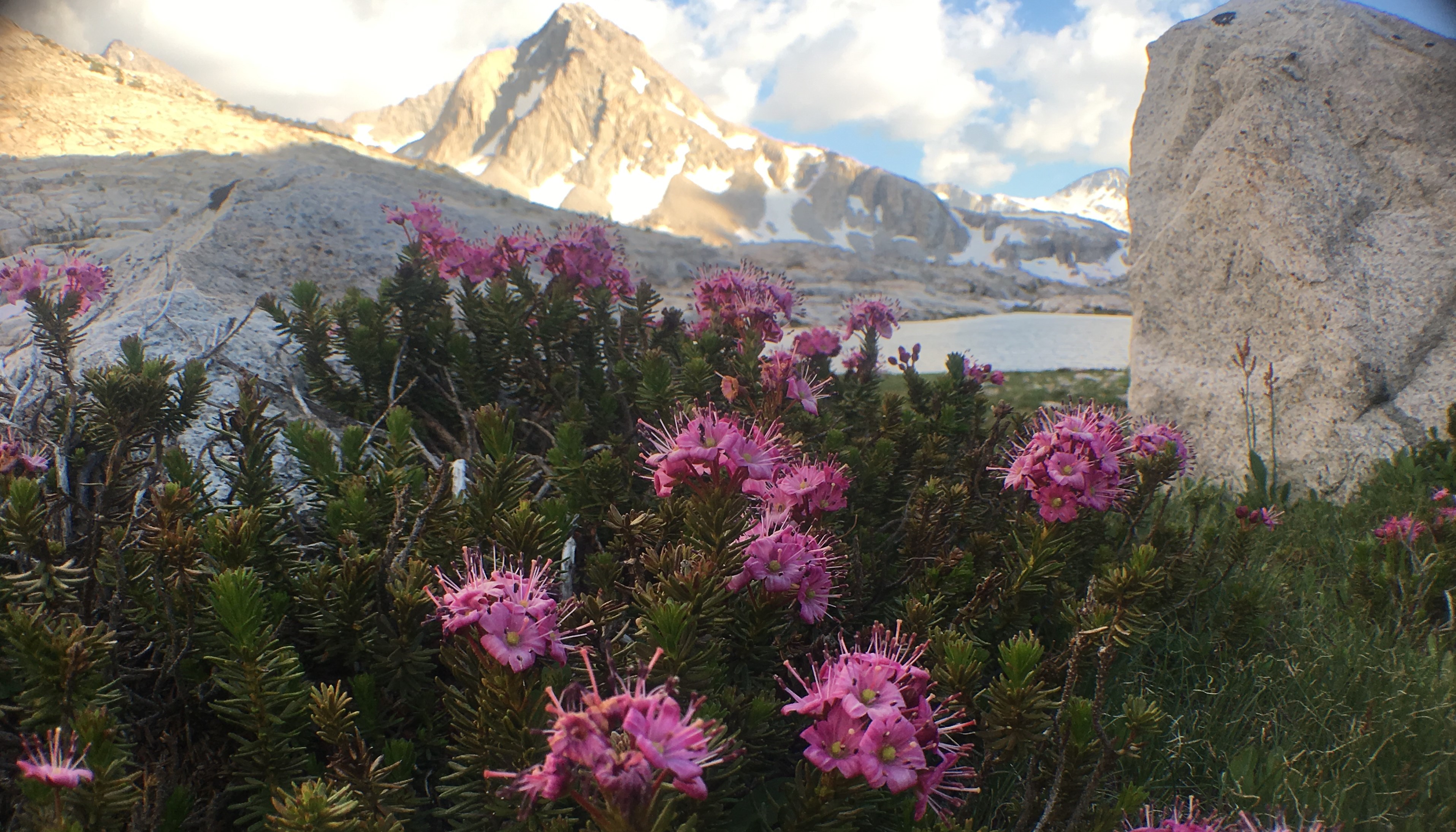 Suzanne Barnes, LMFT Banner Image of  Mountains and Flowers